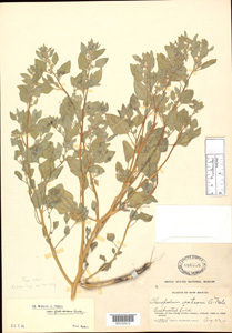 Herbarium Sheet of 